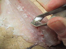 アジ 鯵 を食べる レシピサイトぷちぐる