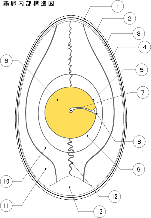 鶏卵内部構造図