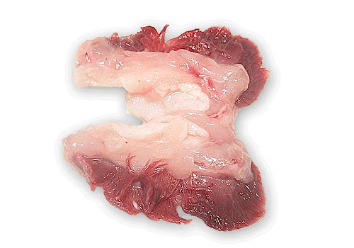 アンコウ鍋 檀流クッキング完全再現