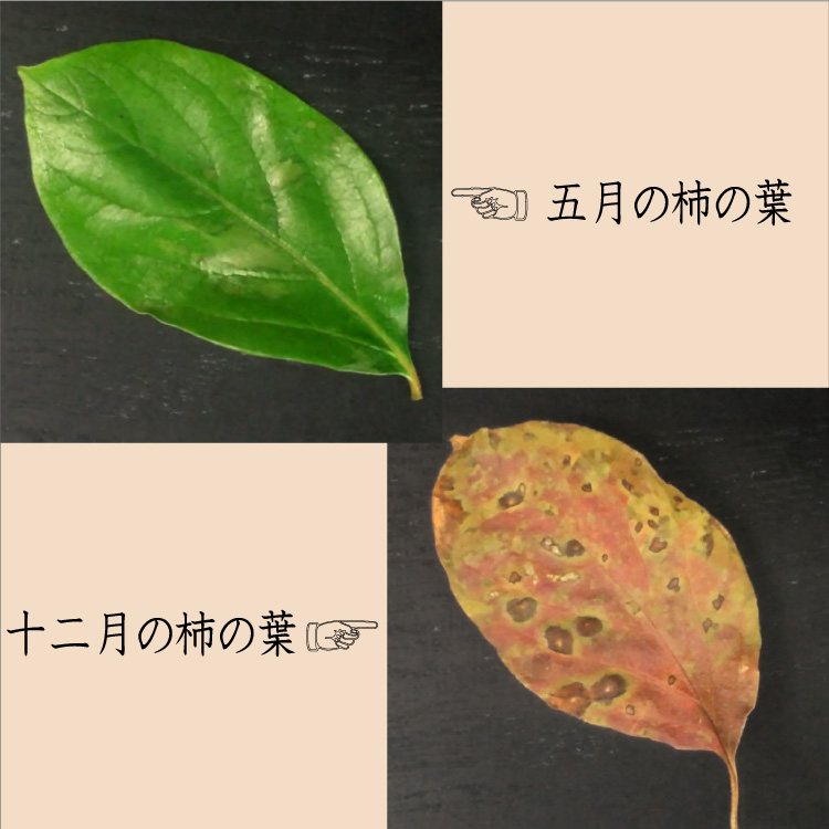 柿の葉の季節による変化