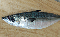 サバのおろし方1