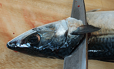 サバのおろし方3