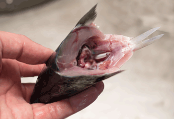 サバのおろし方5